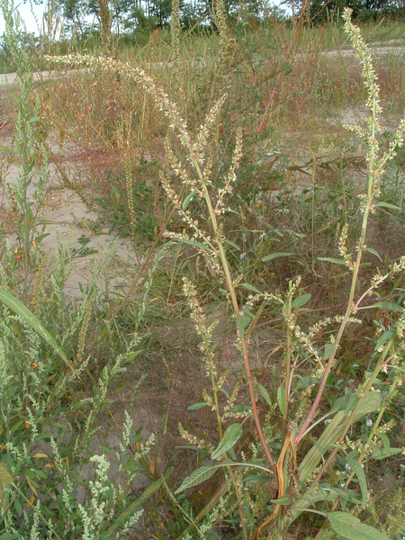 Amaranthus tuberculatus (Moq.) J.D.Sauer