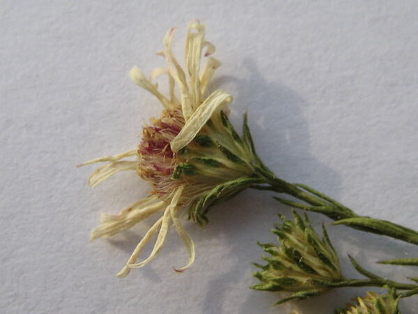 Symphyotrichum pilosum (Willd.) G.L.Nesom