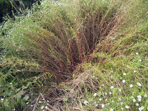 Symphyotrichum pilosum (Willd.) G.L.Nesom