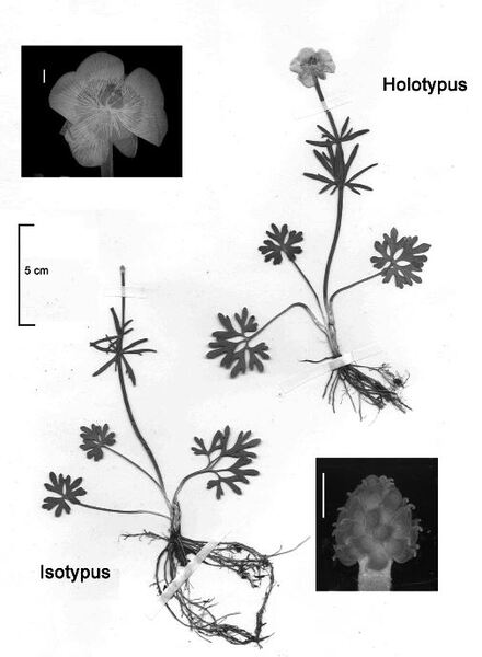 Ranunculus bariscianus Dunkel