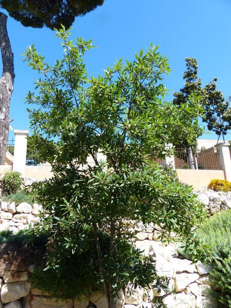 Rhamnus persicifolia Moris