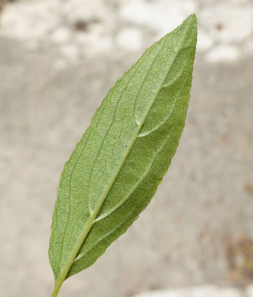 Rhamnus persicifolia Moris