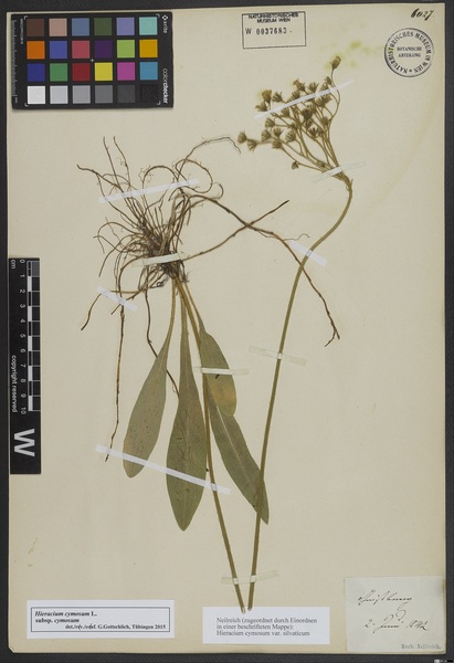 Pilosella cymosa (L.) F.W.Schultz & Sch.Bip. subsp. cymosa
