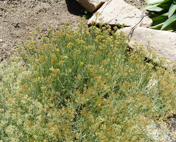 Helichrysum italicum (Roth) G.Don subsp. tyrrhenicum (Bacch., Brullo & Giusso) Herrando, J.M.Blanco, L.Sáez & Galbany