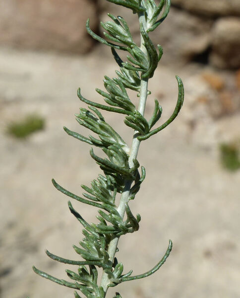 Helichrysum italicum (Roth) G.Don subsp. tyrrhenicum (Bacch., Brullo & Giusso) Herrando, J.M.Blanco, L.Sáez & Galbany