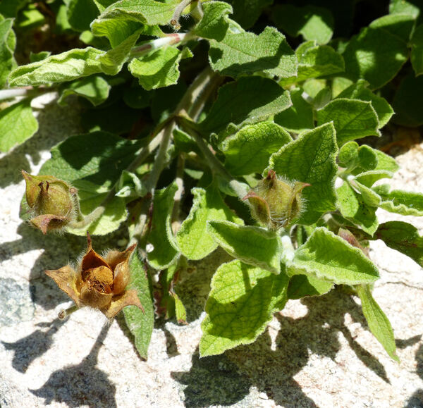Cistus creticus L. subsp. eriocephalus (Viv.) Greuter & Burdet