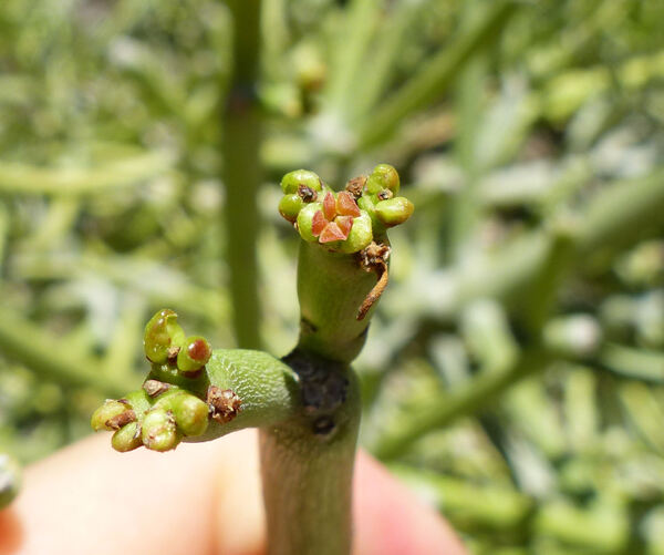 Euphorbia tirucalli L.