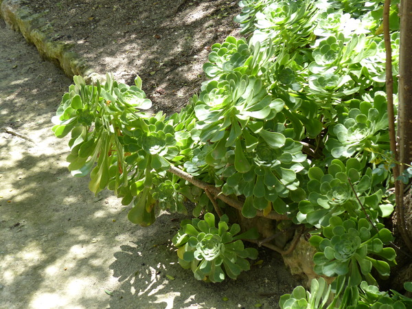 Aeonium ciliatum Webb & Berthel.