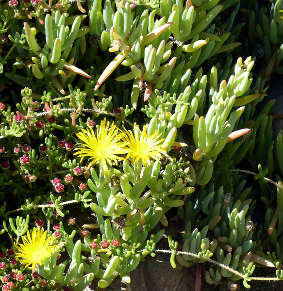 Malephora lutea (Haw.) Schwantes