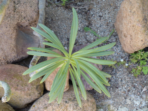 Kleinia neriifolia Haw.