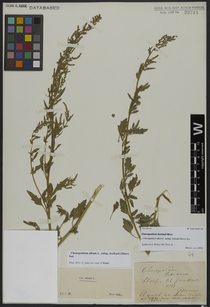 Chenopodium album L. subsp. borbasii (Murr) Soó