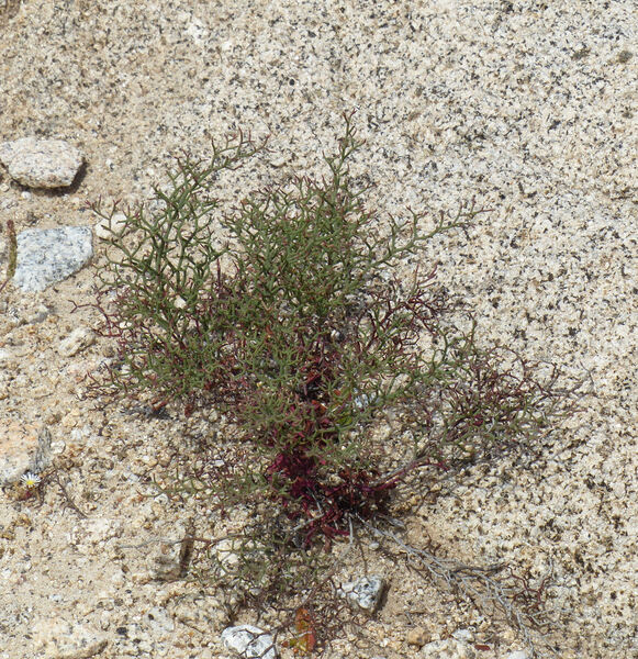 Limonium retirameum Greuter & Burdet subsp. retirameum