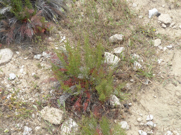 Limonium retirameum Greuter & Burdet subsp. retirameum