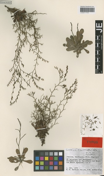 Limonium merxmuelleri Erben subsp. merxmuelleri