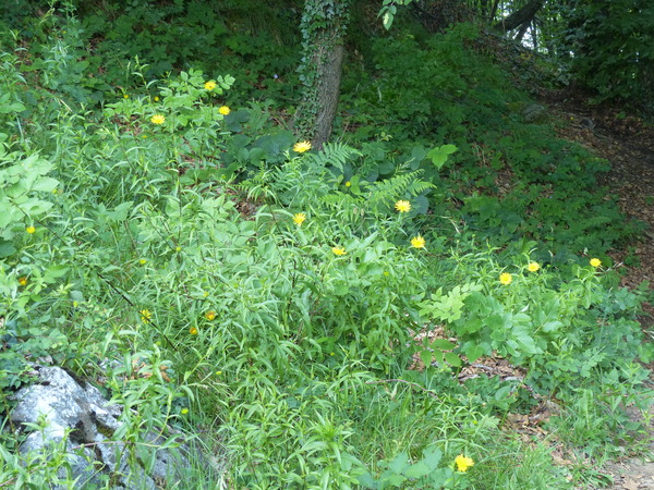 Buphthalmum salicifolium L.