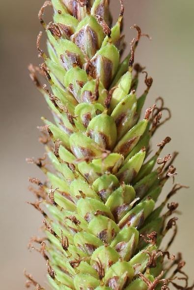 Carex hispida Willd. ex Schkuhr