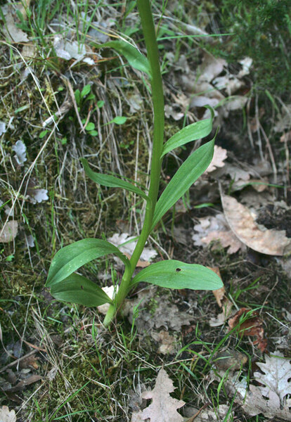 Dactylorhiza insularis (Sommier) Landwehr