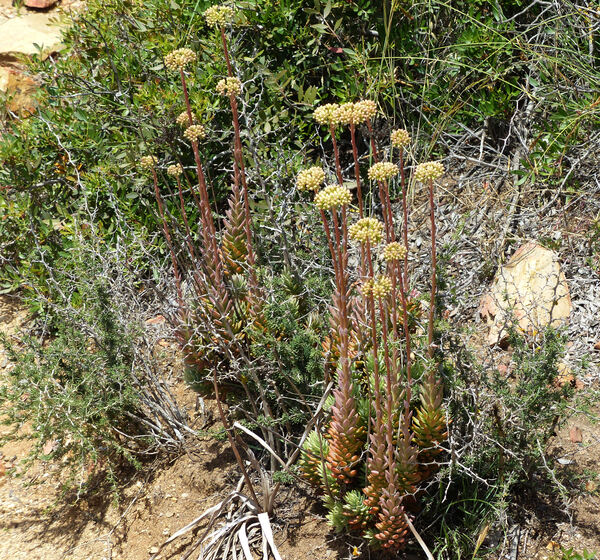 Petrosedum sediforme (Jacq.) Grulich subsp. sediforme