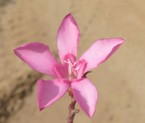 Nerium oleander L. subsp. oleander