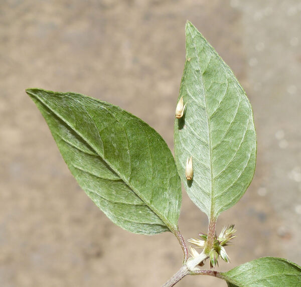 Achyranthes sicula (L.) All.