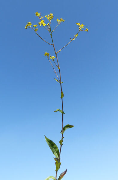 Isatis tinctoria L. subsp. tinctoria
