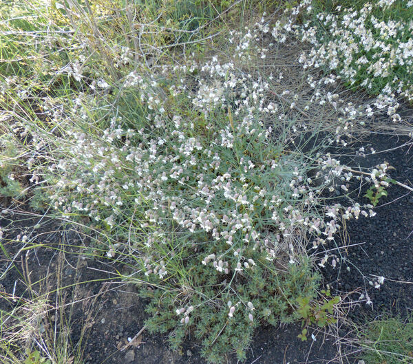 Silene vulgaris (Moench) Garcke subsp. aetnensis (Strobl) Pignatti
