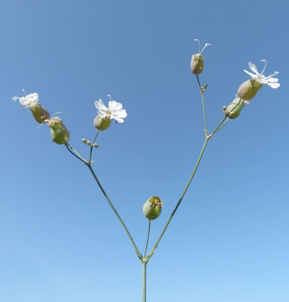 Silene vulgaris (Moench) Garcke subsp. aetnensis (Strobl) Pignatti