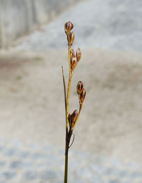 Juncus gerardi Loisel. subsp. gerardi