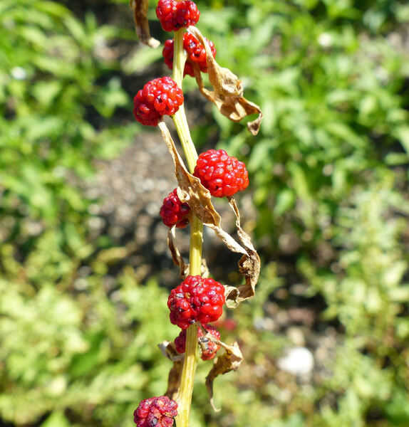 Blitum virgatum L. subsp. virgatum