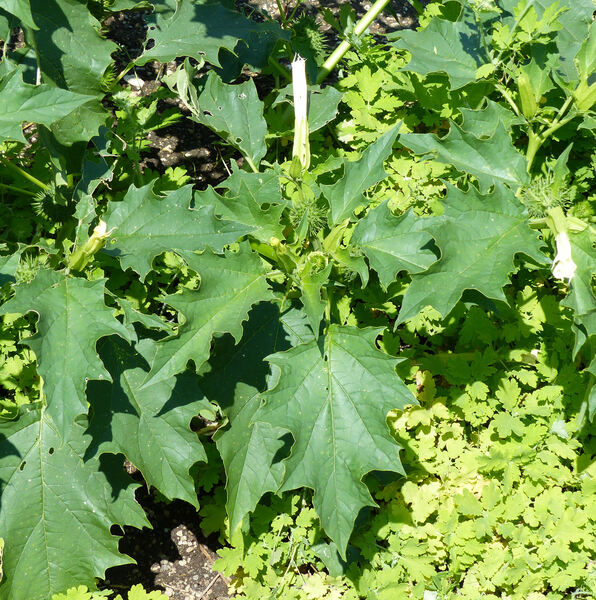 Datura quercifolia Kunth