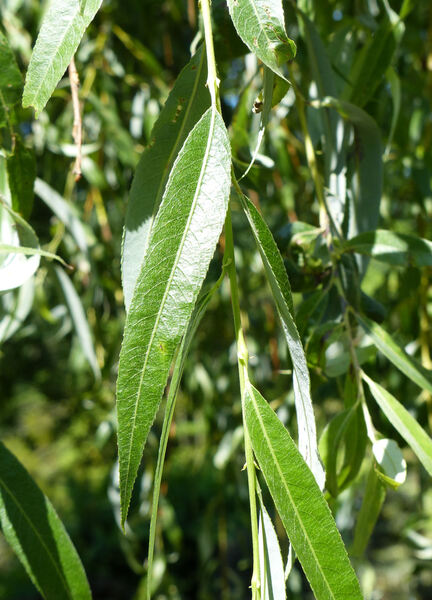 Salix 'Chrysocoma'