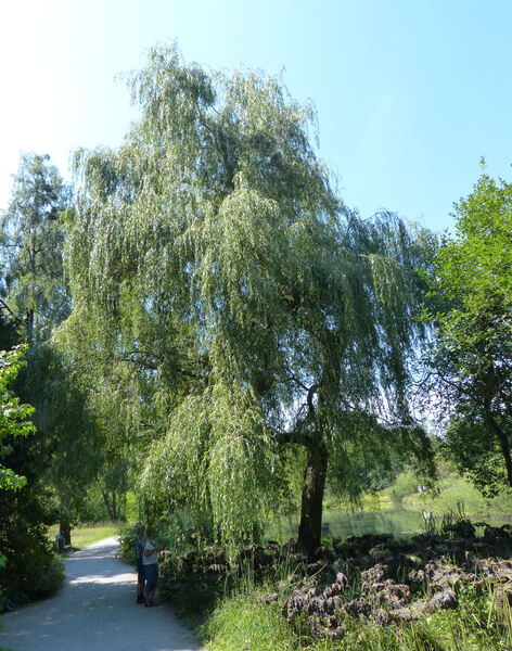 Salix 'Chrysocoma'
