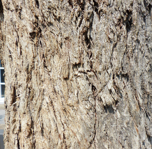 Eucalyptus alba Reinw. ex Blume