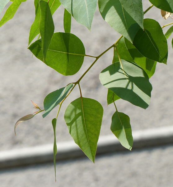 Eucalyptus alba Reinw. ex Blume
