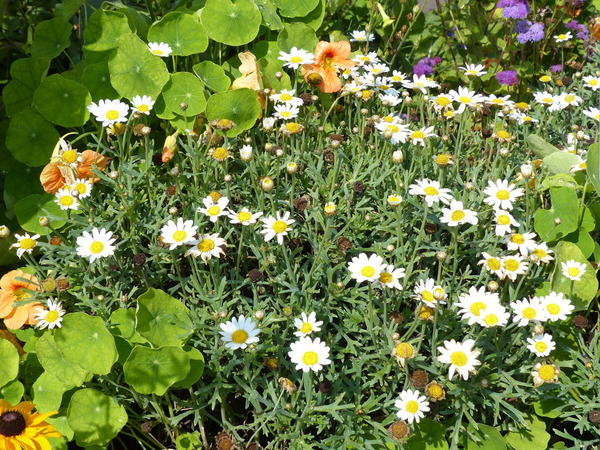 Argyranthemum frutescens (L.) Sch.Bip. 'Percussion White'