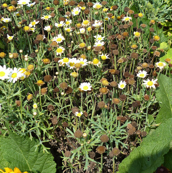 Argyranthemum frutescens (L.) Sch.Bip. 'Percussion White'