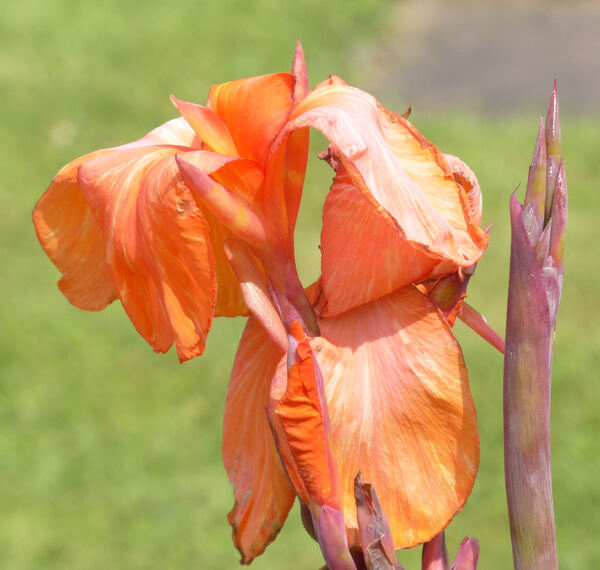 Canna indica L. 'Wyoming'