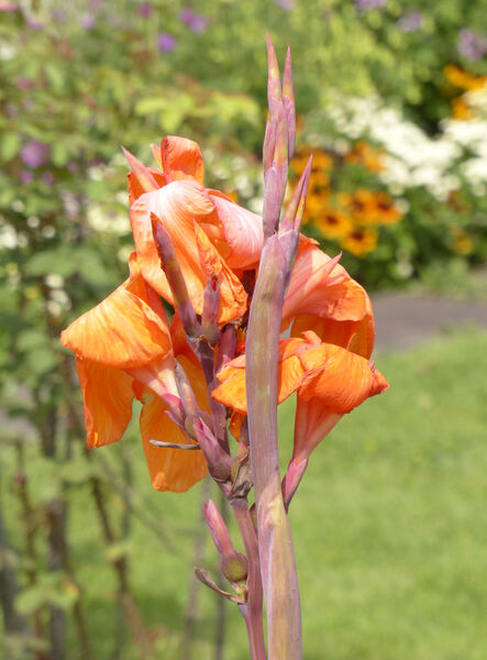 Canna indica L. 'Wyoming'