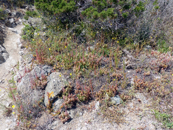 Petrosedum sediforme (Jacq.) Grulich subsp. sediforme