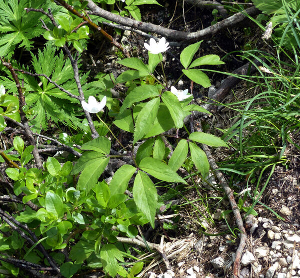 Anemonoides trifolia (L.) Holub