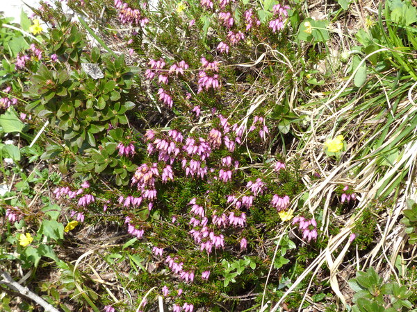 Erica carnea L. subsp. carnea
