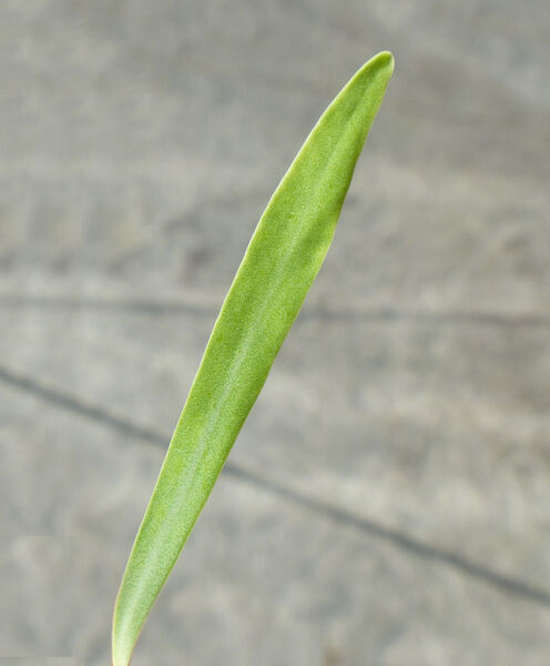 Euphorbia regis-jubae Webb & Berth.