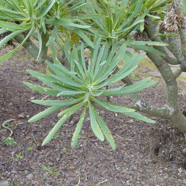 Kleinia neriifolia Haw.