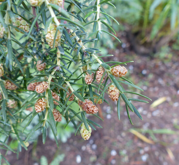 Juniperus cedrus Webb & Berth.