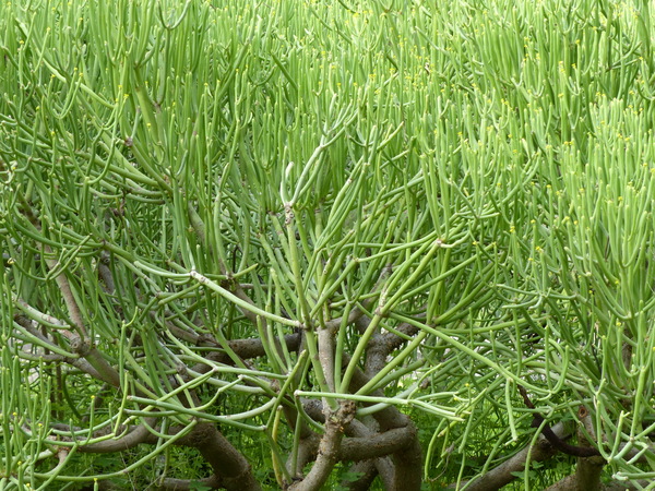 Euphorbia aphylla Brouss. ex Willd.