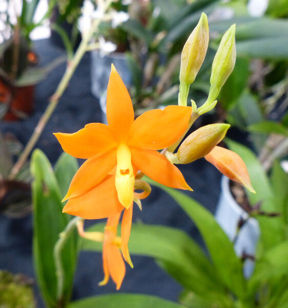Prosthechea vitellina (Lindl.) W.E.Higgins