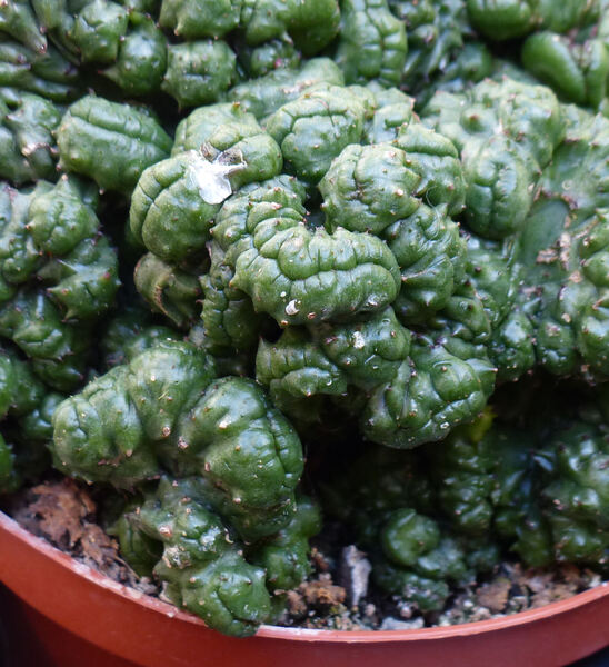 Euphorbia enopla Boiss. 'Monstruosa'
