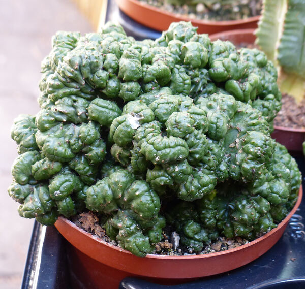 Euphorbia enopla Boiss. 'Monstruosa'