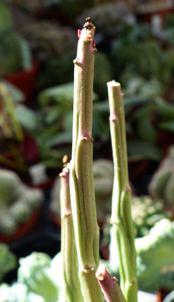 Euphorbia phosphorea Mart.