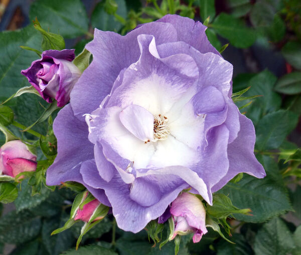 Rosa 'Blue For You'